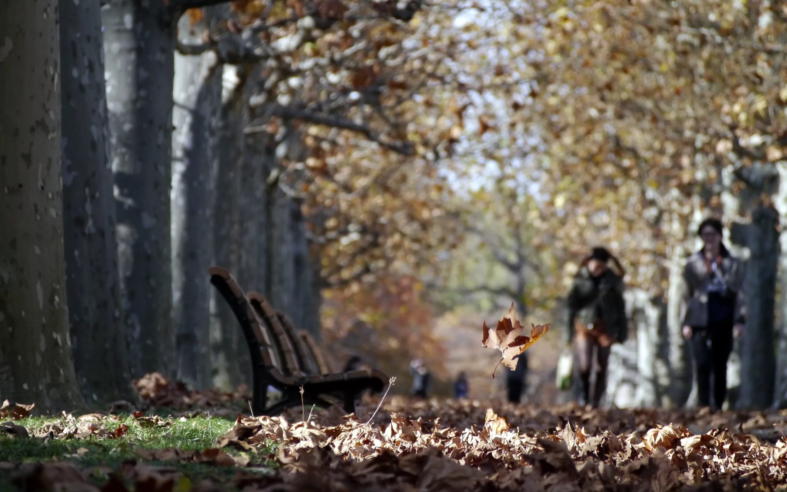 Осенью 2019 года. Осенний парк. Прогулка в осеннем парке. Осень в парке. Прогулка по осеннему лесу.