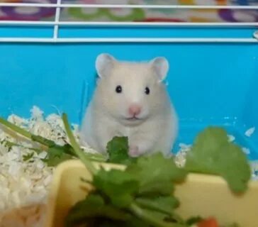 Можно сирийскому хомяку клубнику