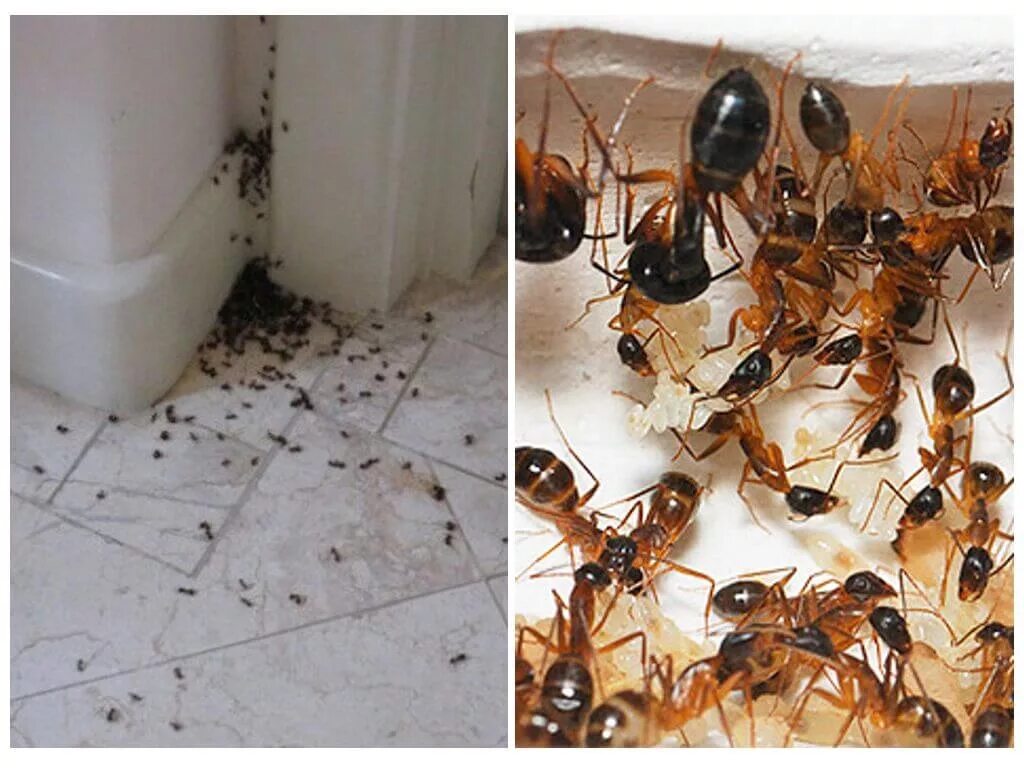 Как избавиться от мелких муравьев в доме. Фараоновы муравьи Муравейник. Фараоновые муравьи гнездо. Фараоновые муравьи матка. Фараонов муравей гнездо.