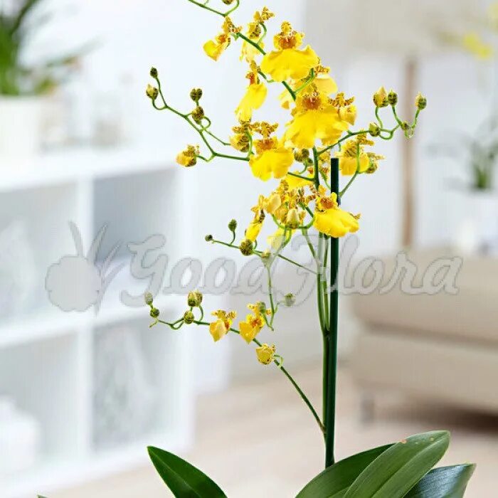 Купить желтую орхидею в горшке. Орхидея онцидиум. Орхидея онцидиум желтый. Орхидея онцидиум Свит Шугар. Фаленопсис онцидиум.
