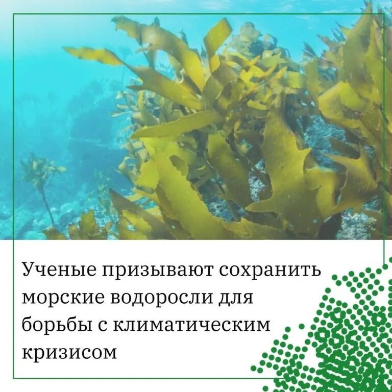 Водоросль число