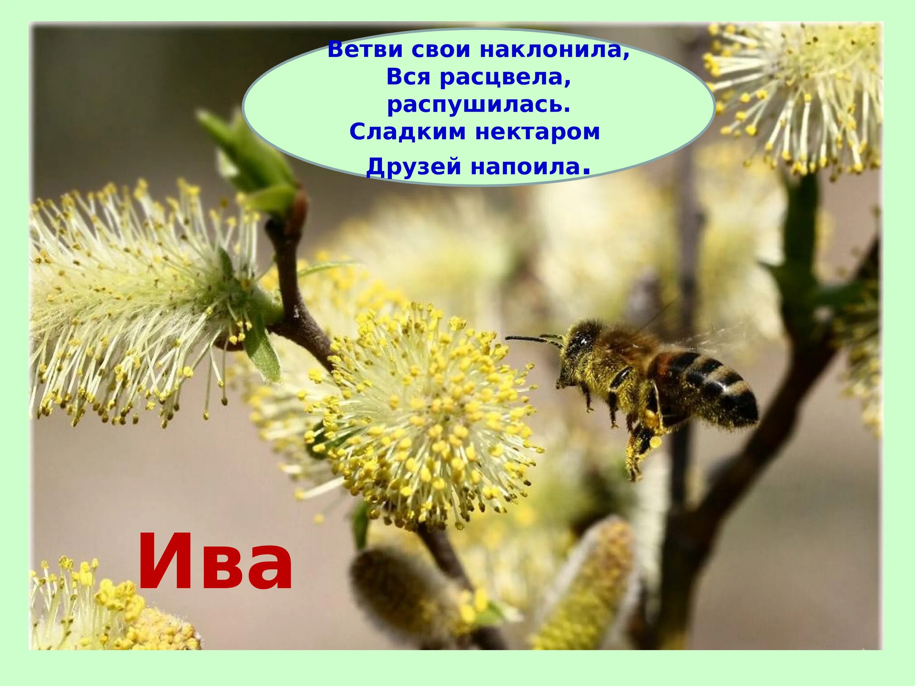 План преображения природы весной. Весенние изменения в природе. Доклад о весне. Как преображается природа весной.