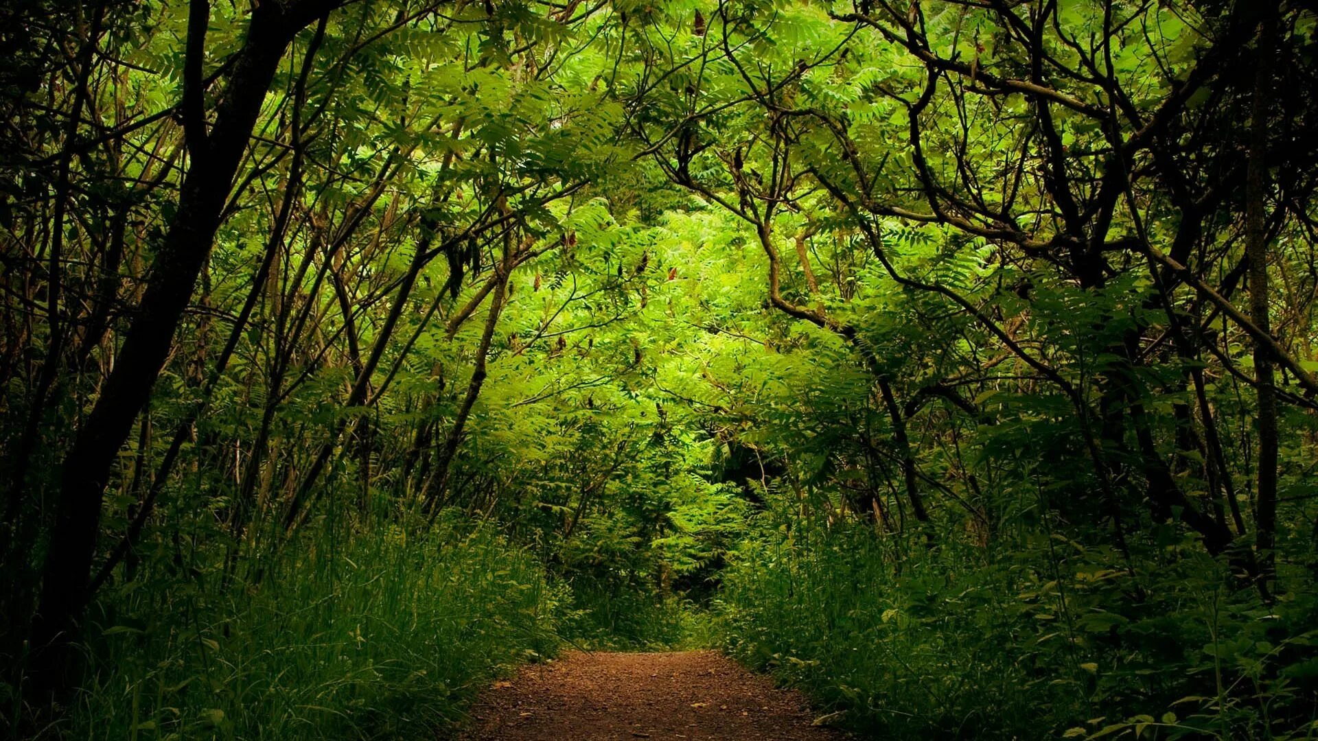 Заросли чащи. Природа леса. Фон леса. Зеленый лес. Тропинка в лесу.