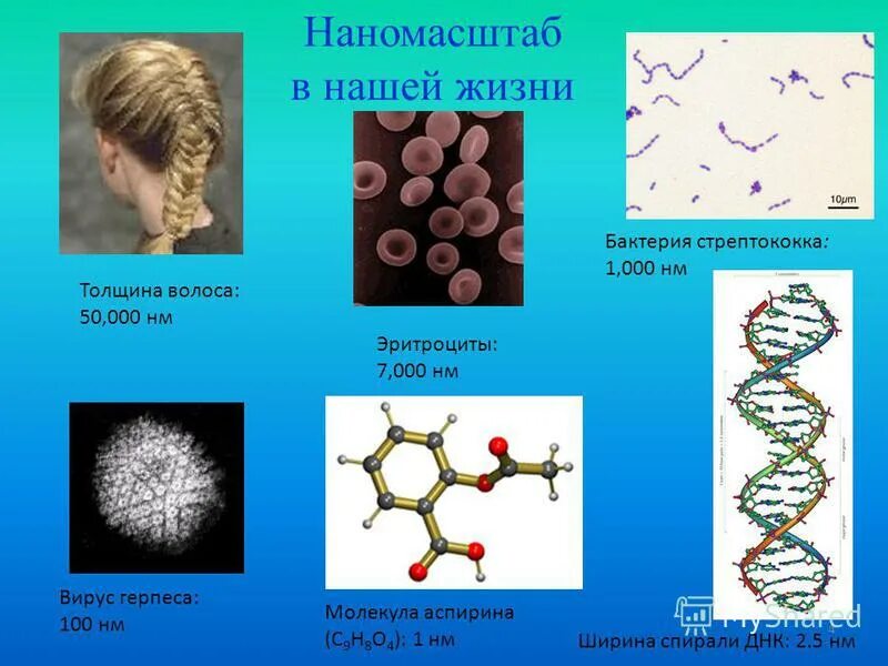 Функции биологических молекул