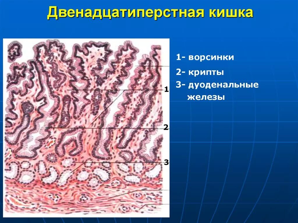 Дуоденальные железы двенадцатиперстной кишки гистология. Микроворсинки кишечника гистология. Дуоденальные железы гистология. Слизистая двенадцатиперстной кишки гистология. Слизистая оболочка 12 кишки