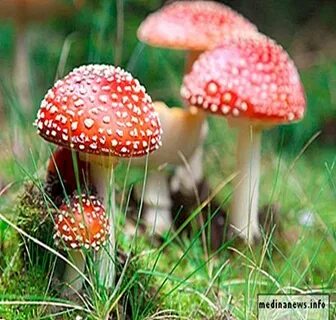 Үлкен бөкселер bbw