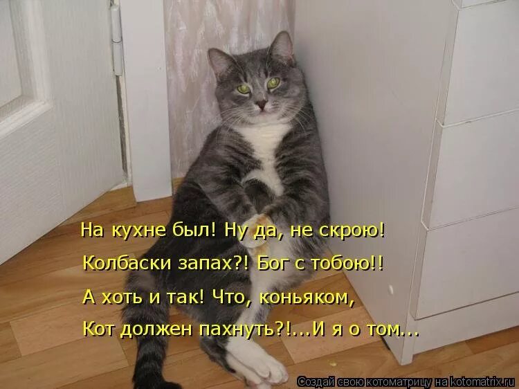 Котики с надписями. Коты приколы с надписями. Смешные коты с надписями. Смешные картинки про котов с надписями. Весь день сижу на работе