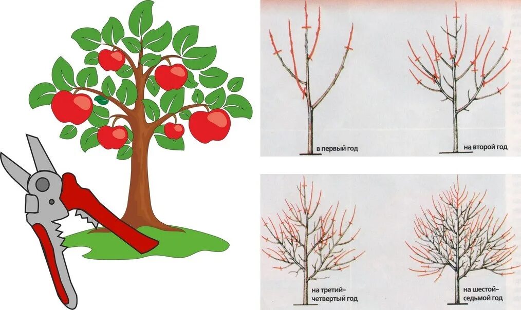 Правильная обрезка плодовых деревьев. Подрезка яблонь весной схема. Правильная обрезка плодовых деревьев. Правильная обрезка плодовых деревьев. Обрезка плодовых деревьев яблонь.