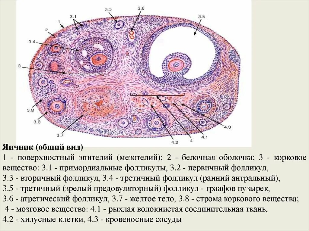 3 5 фолликулов в яичнике. Строение фолликула яичника гистология. Атретический фолликул гистология препарат. Строение яичника кошки. Строение коркового вещества яичника.