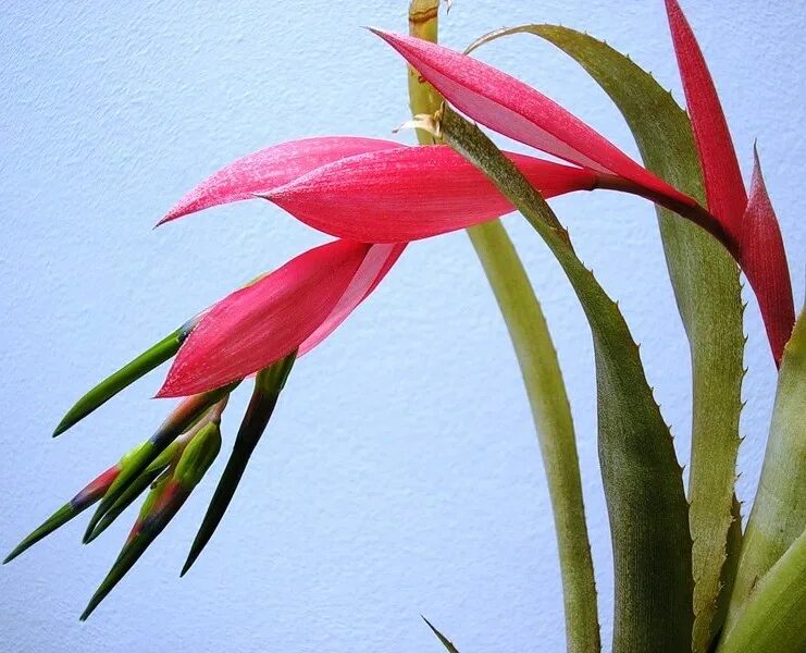 бромелиевые бильбергия. зефирантес розовый выскочка. рео традесканция пестрая. традесканция рео. бильбергия зебровидная.