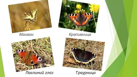 Фото бабочек адмирал лимонница траурница
