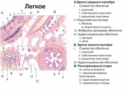 Эпителии верхних дыхательных путей