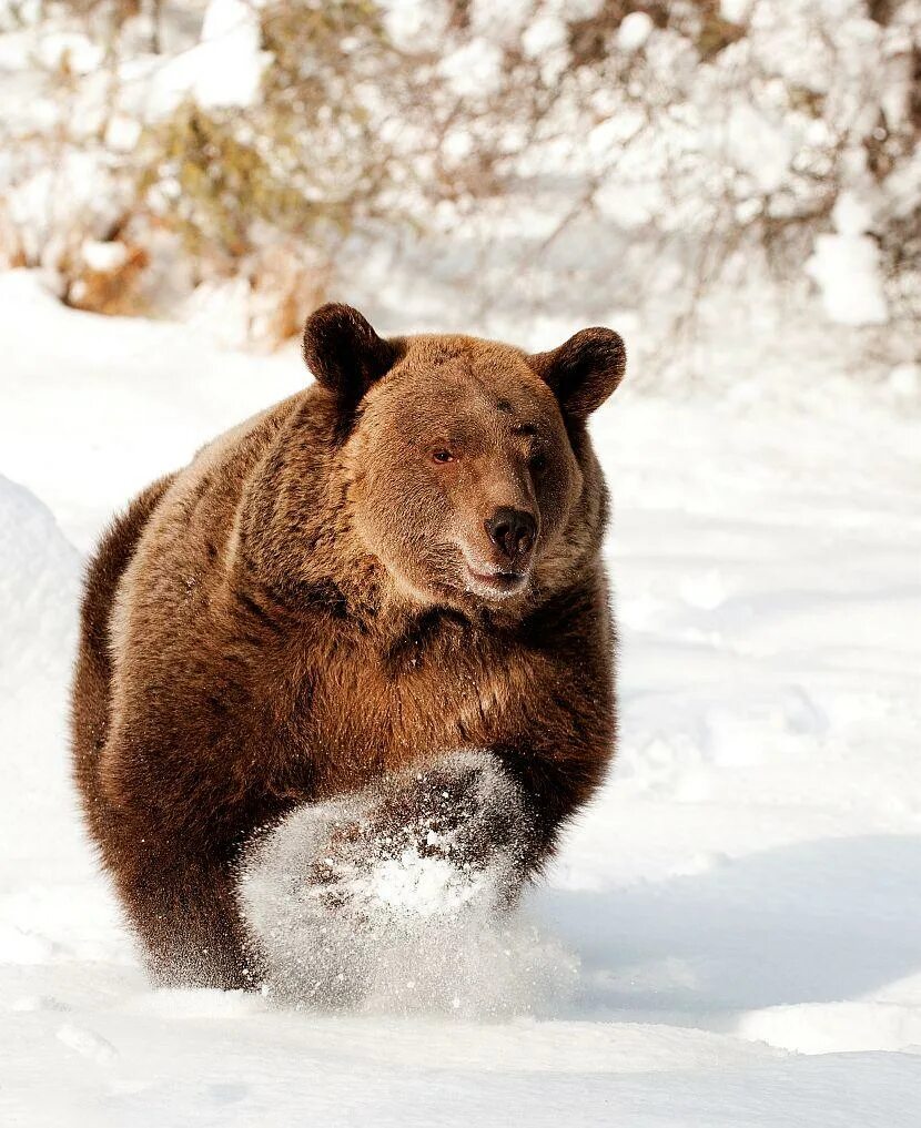 Top bear. Медведь бегает. Магаданский медведь бурый. Top bear. Медведи и люди камчатки.