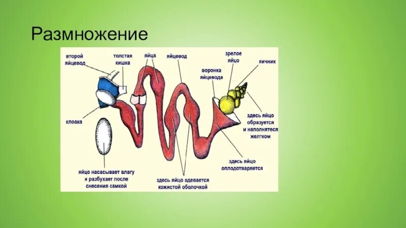 Строение размножения пресмыкающихся. Органы размножения пресмыкающихся. Система органов размножения пресмыкающихся. Половая система и размножение пресмыкающихся. Класс пресмыкающиеся размножение.