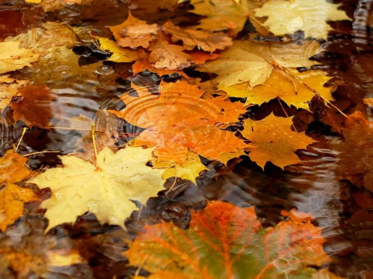 Осень листья давно облетели. Осень листопад. Дождливая осень. Осенняя листва. Осень дождь.