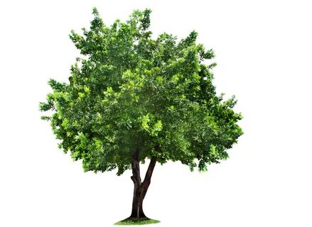 Apple Tree Png Images Tree photoshop, Tree, Tree images