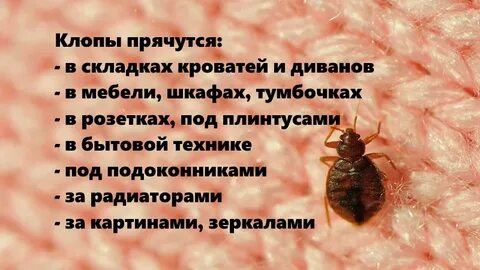 Клоп уходит