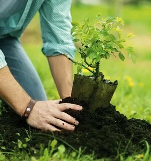 Top planting