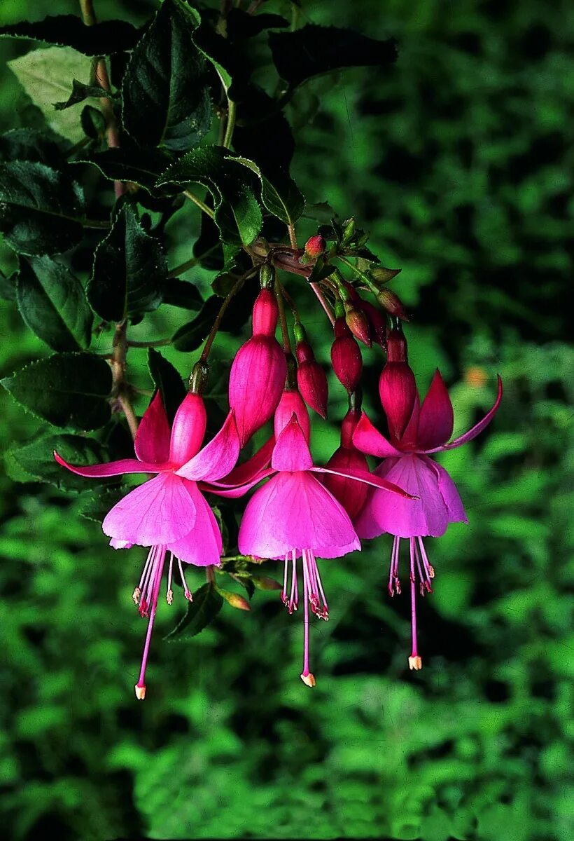 Rot blau. Фуксия Beacon. Фуксия Бикон Роуз. Фуксия Beacon Rosa. Фуксия Rose Bower.