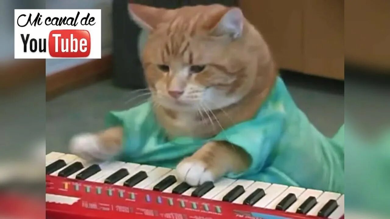 Кот на синтезаторе. Коттиграет на синтезаторе. Кот играющий на синтезаторе. Кот на пианино. Мем играет на пианино