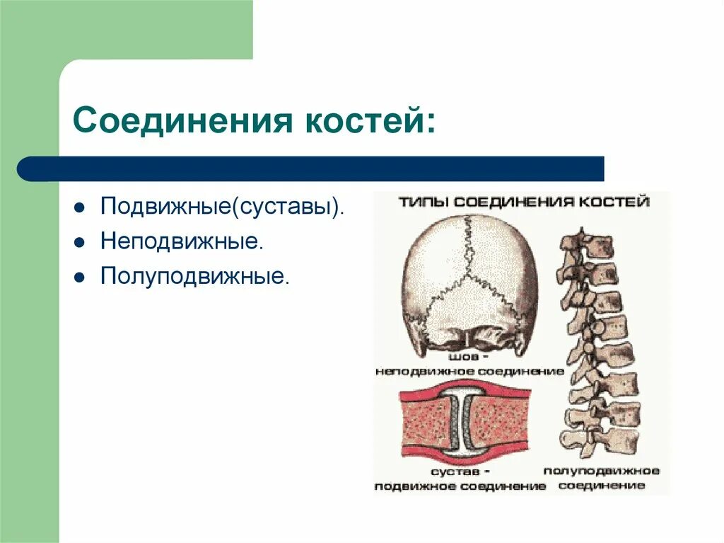 Полуподвижные и неподвижные кости. Суставы подвижные неподвижные и полуподвижные. Соединение костей неподвижные полуподвижные. Типы соединения костей полуподвижные подвижные неподвижные. Полуподвижное соединение костей строение.