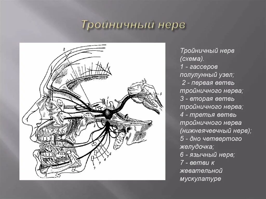 Тройничный черепной нерв. Тройничный нерв 1 ветвь анатомия. Тройничный узел анатомия. 3 Ветвь тройничного нерва. Тройничный нерв анатомия схема.