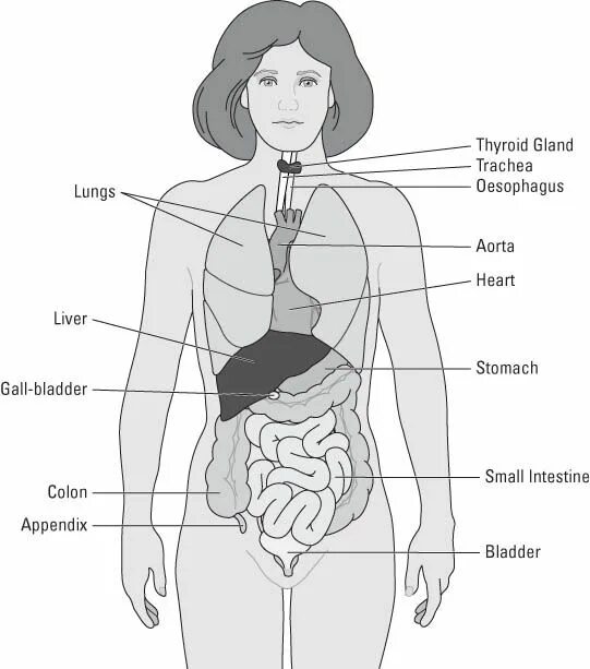 Apa Saja Yang Termasuk Sel Dan Jaringan Tubuh Manusia ? - Popsctech.com - Indone