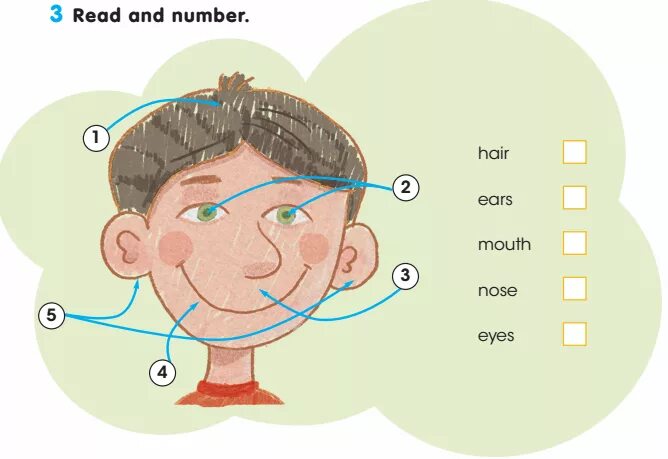 Лицо (часть тела). Части лица на английском для детей. Части лица по английскому языку для детей 2 класса. Части лица на английском задания.