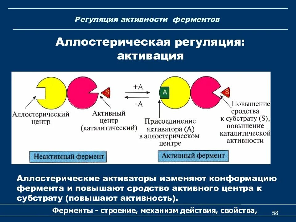 Аллостерическая регуляция активности ферментов. Структура фермента, регуляция активности ферментов.. Способы регуляции активности ферментов. Механизмы регуляции активности ферментов. Аллостерический активатор