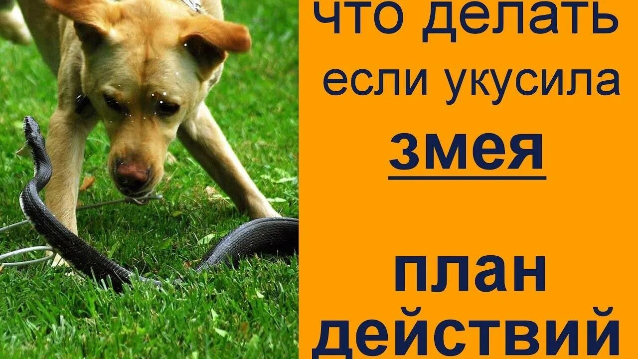 Гадюка опасна для собак. Гадюка опасна для собак. Гадюка опасна для собак. Гадюка опасна для собак. Гадюка опасна для собак.