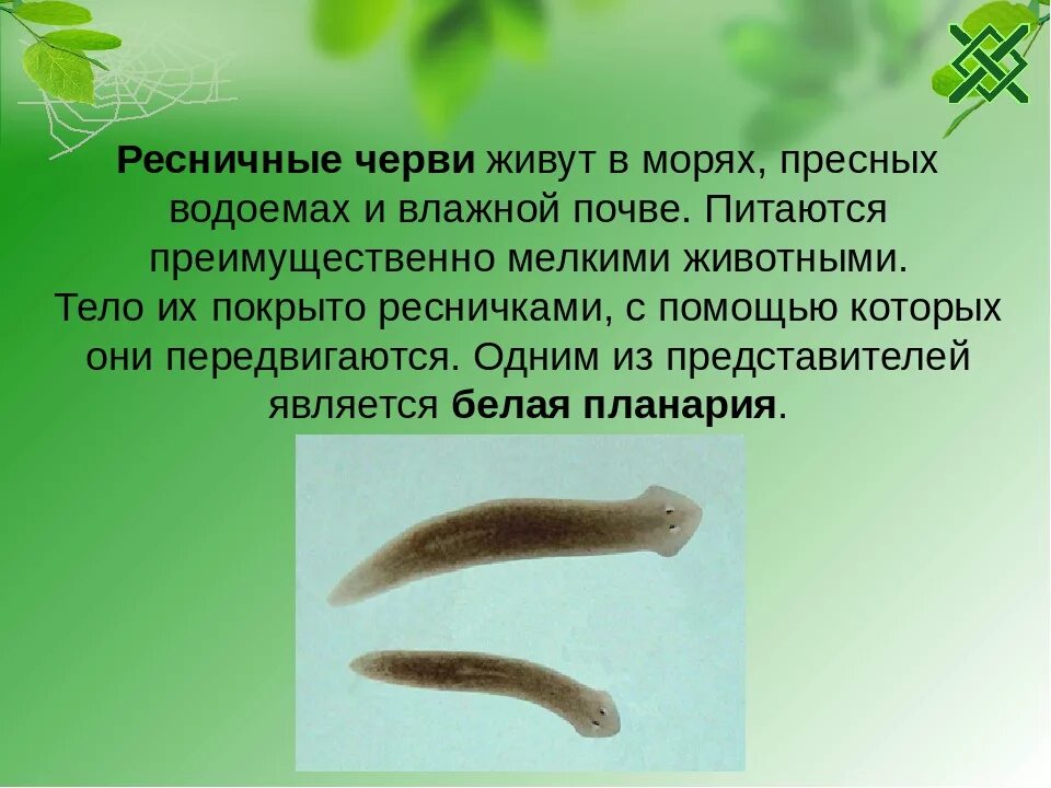 Лестничные черви. Плоские черви Ресничные черви. Тип плоские черви турбеллярии. Реснитчатые черви гермафродиты. Плоские черви класс Ресничные.