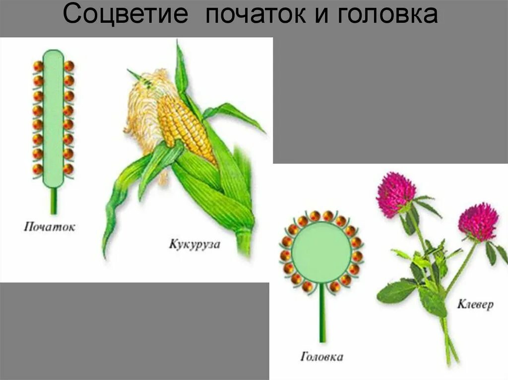 Сложный початок. Соцветие початок. Строение початка. Растения с соцветием початок. Соцветие початок и головка.