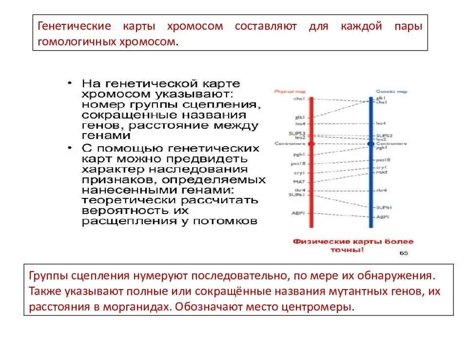 Генетические карты. Методы картирования хромосом.. Генетическая карта 1-й хромосомы человека. Генетические и цитологические карты хромосом. Составление генетической карты хромосом. 3 гена расстояние