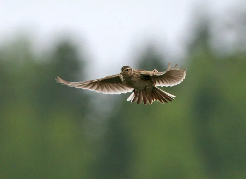 трепетали жаворонки. трепетали жаворонки. жаворонок рано встает. трепетали жаворонки. объяснительный диктант на уточняющие предложения.