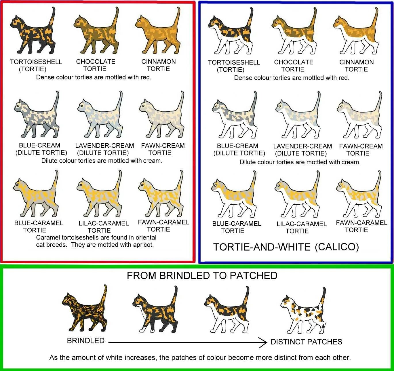 Окрас у кошек табби таблица окрасов. Окрасы британских кошек таблица обозначений. Окрас шерсти кошек классификация. Окрасы шотландских кошек таблица. Типы окрасов кошек