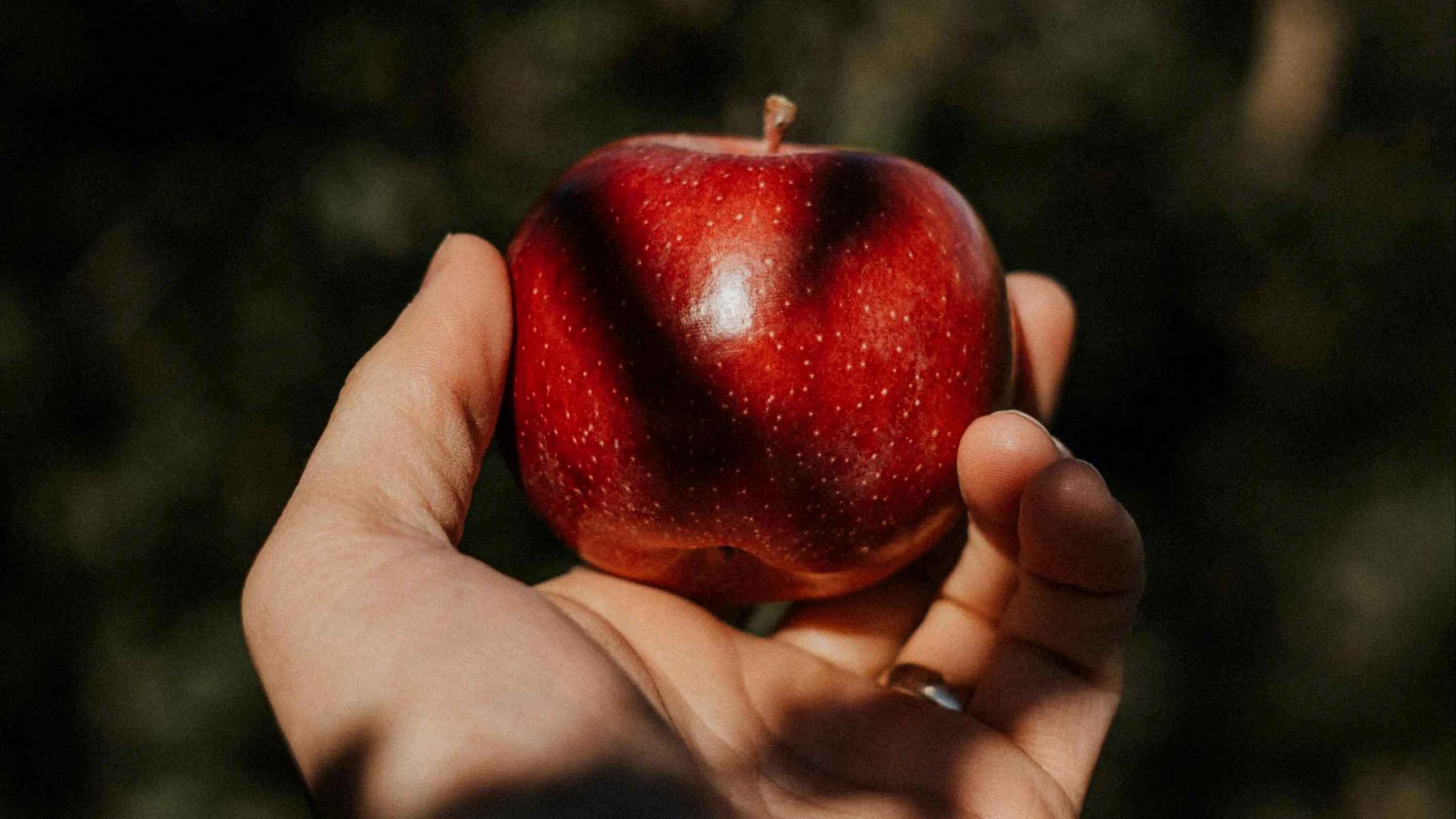 К чему снятся видеть яблоки женщине. Яблоко. Яблоки красные. Яблоко на ладони. Фрукты в руках.