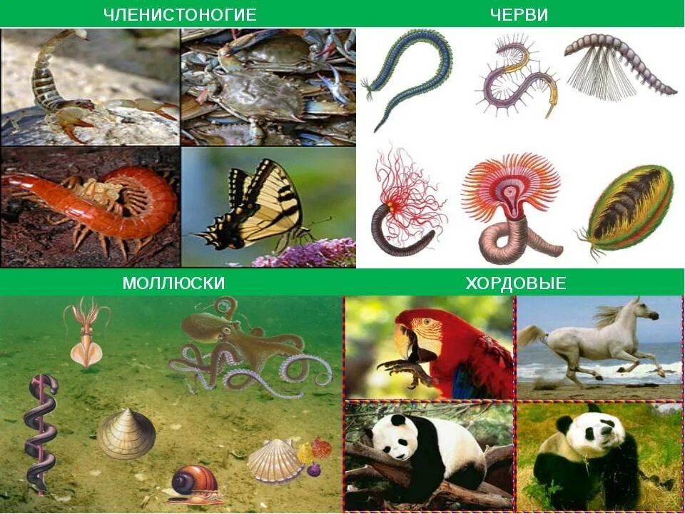 Членистоногие черви примеры. Черви моллюски Членистоногие. Позвоночные животные. Многоклеточных животных. Позвоночные животные представители.