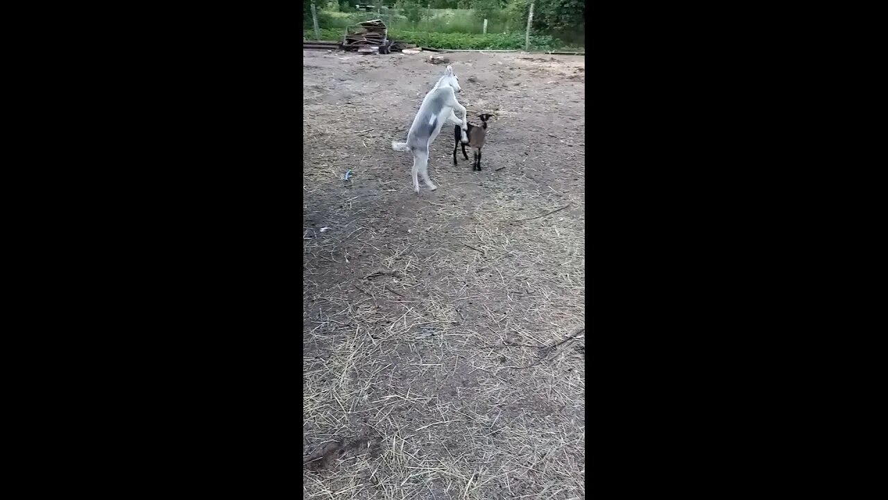 Козе три месяца воз