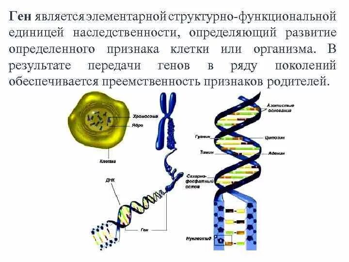 Строение ДНК хромосомы гены. Строение Гена ДНК хромосомы. Схема хромосомы и гены. Схема строения ДНК генетика. Эукариоты наследственная информация