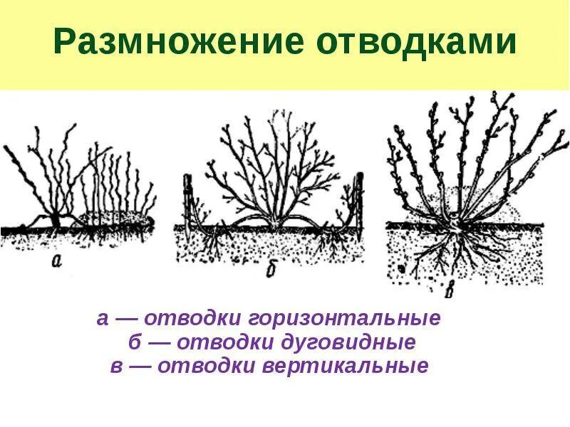 Как размножить смородину от куста. Размножение дуговыми отводками. Размножение дуговыми отвод. Растения размножающиеся отводками. Горизонтальными отводками вегетативное размножение.