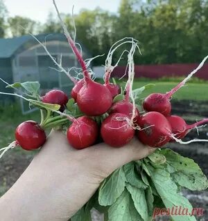 Можно ли есть ботву редиски