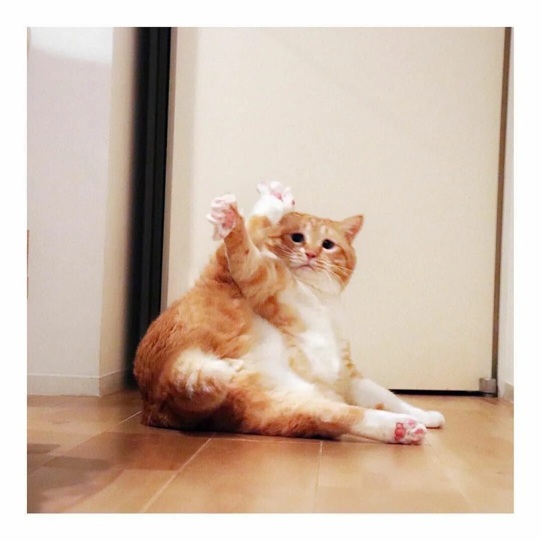 Рыжий котик мем. Кот с поднятой задней лапой. рыжий кот мем. мемы с рыжим котом. рыжие котики мемы.