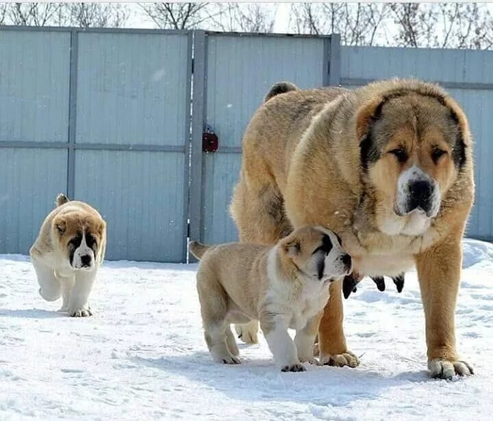 Pin by Roxy Ferry on Среднеазиатская овчарка / Central Asian Shepherd Dog Large 