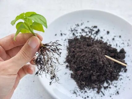 В каком месяце пересаживают