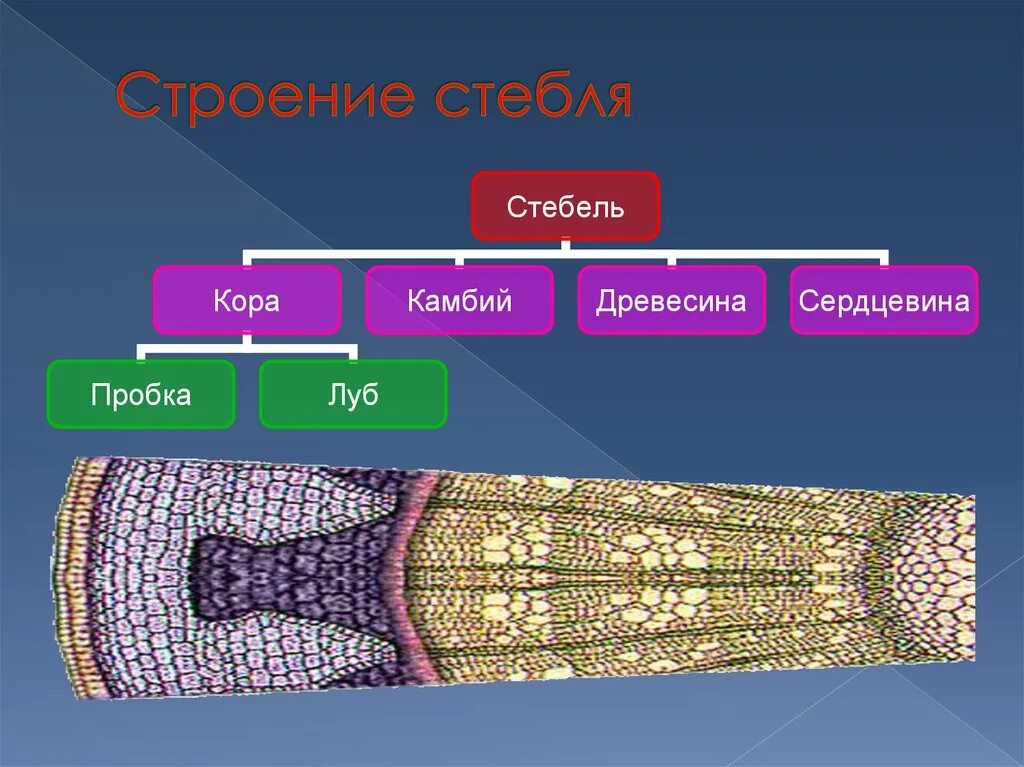 Внутреннее строение стебля. Ткани стебля растения. Образовательная ткань камбий.