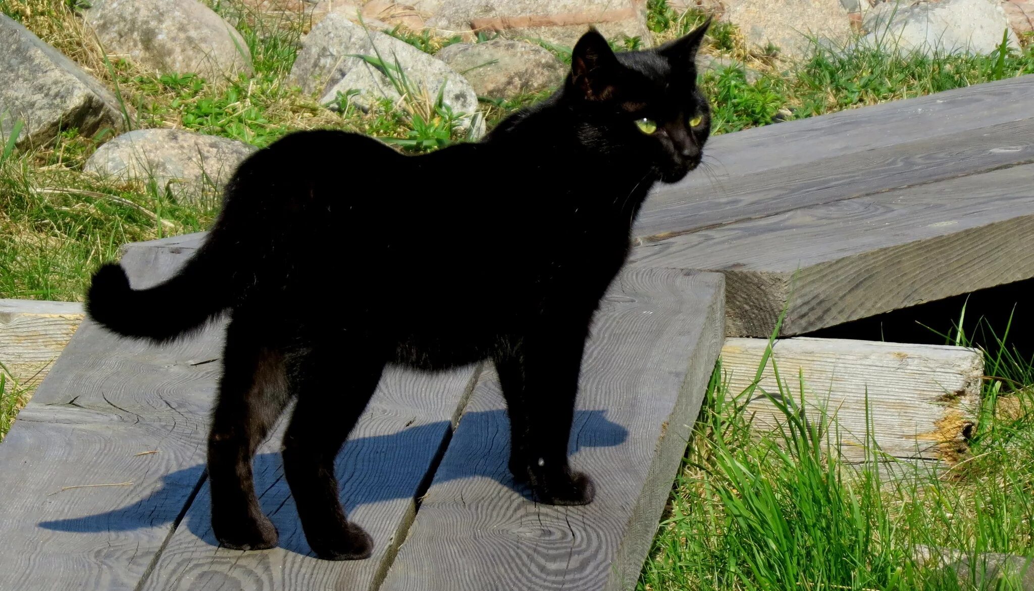 бомбейская черная кошка. кот иннокентий. черный кот сочи. на что похож черный кот. бомбейская черная кошка.