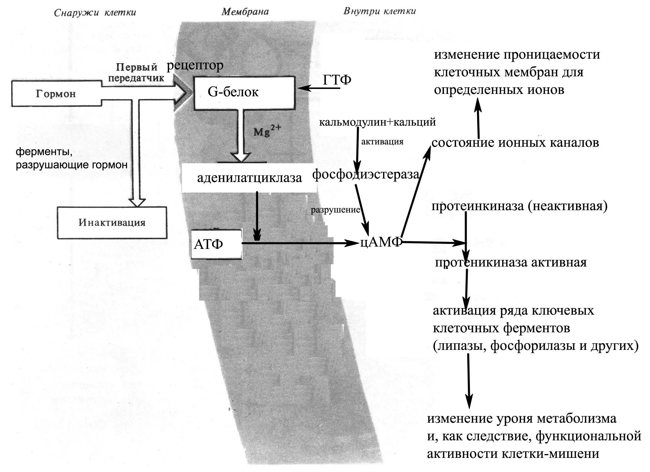 Фосфодиэстеразы механизм. Механизм действия фосфодиэстеразы. фосфодиэстераза механизм действия. фосфодиэстераза функции биохимия. ингибиторы фосфодиэстеразы схема.