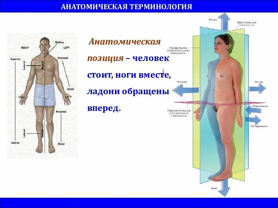 Анатомическое направление