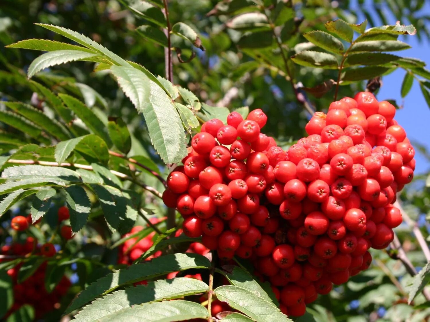 Рябина обыкновенная Sorbus aucuparia. Рябина обыкновенная (Sorbus aucuparia l.). Рябина обыкновенная Невежинская. Рябина обыкновенная Эдулис.