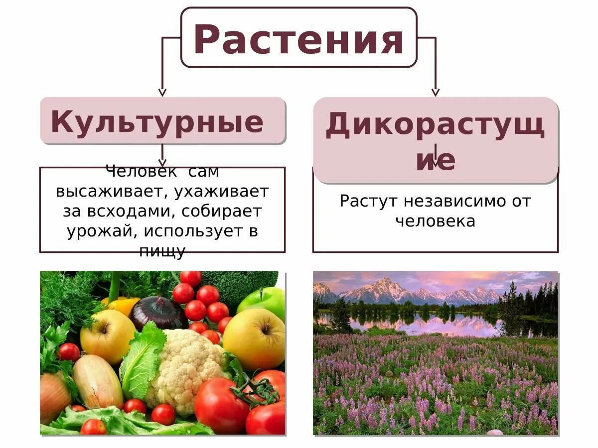 Распределите культурные растения по группам. Полезные культурные растения. Культурные сельскохозяйственные растения. Культурные растения культурные растения. Культурные растения презентация.